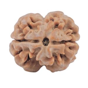 2 Mukhi Rudraksha 18.6mm 1.59gm - Rudraksha