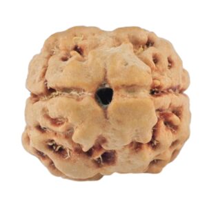 2 Mukhi Rudraksha 20.8mm 1.79gm - Rudraksha
