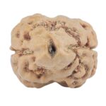 2 Mukhi Rudraksha 25mm 2.44gm - Rudraksha