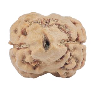 2 Mukhi Rudraksha 25mm 2.44gm - Rudraksha