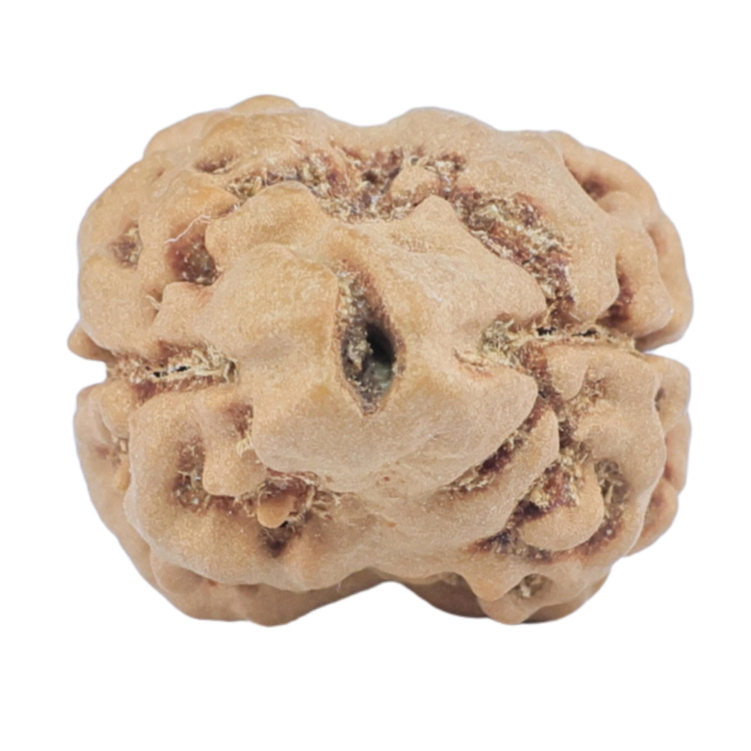 2 Mukhi Rudraksha 25mm 2.44gm - Rudraksha