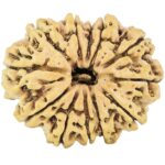 12 Mukhi Rudraksha 27.8mm 3.23gm - Rudraksha