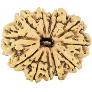 12 Mukhi Rudraksha 27.8mm 3.23gm - Rudraksha