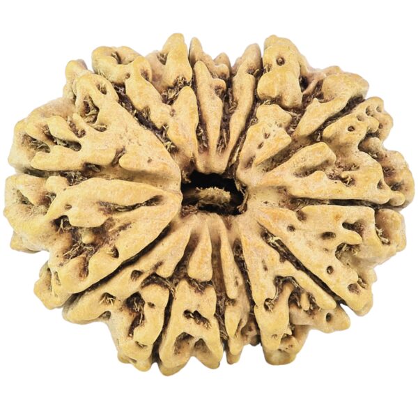 12 Mukhi Rudraksha 27.8mm 3.23gm - Rudraksha
