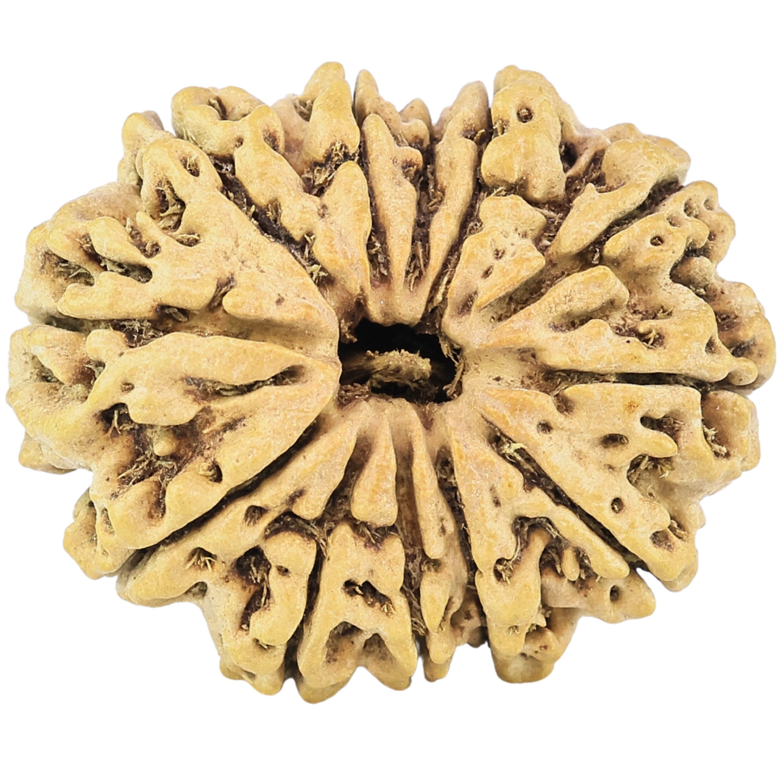 12 Mukhi Rudraksha 27.8mm 3.23gm - Rudraksha