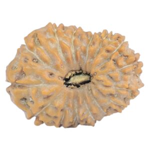 15 Mukhi Rudraksha 20.4mm 1.74gm - Rudraksha