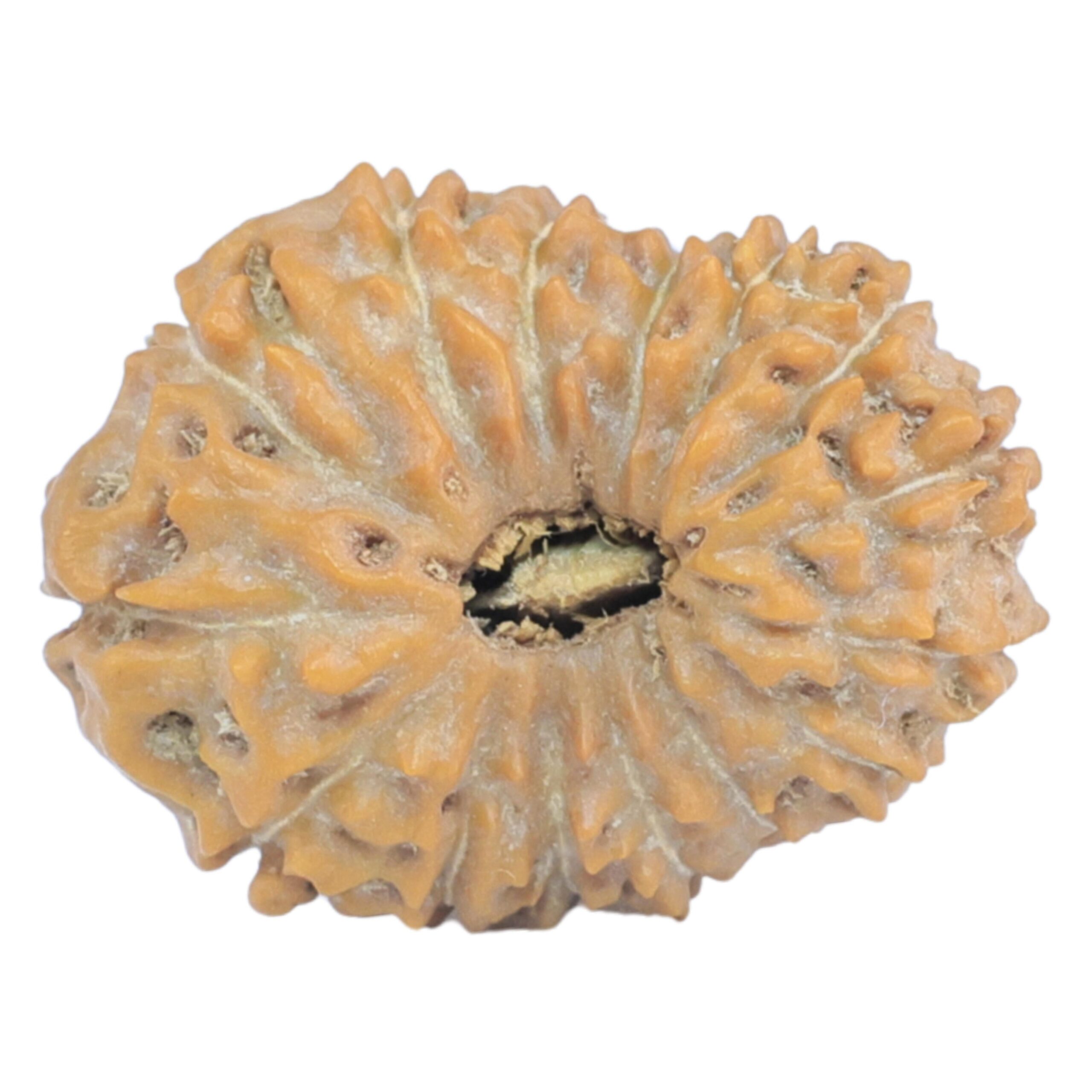 15 Mukhi Rudraksha 20.4mm 1.74gm - Rudraksha