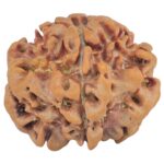 1MK(Underdeveloped) 22mm 3.2gm - Rudraksha