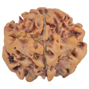 1MK(Underdeveloped) 22mm 3.2gm - Rudraksha