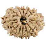 12 Mukhi Rudraksha 27.2mm 4gm - Rudraksha