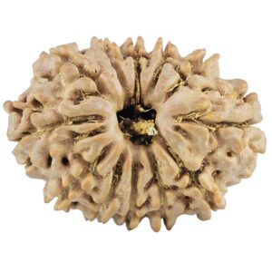12 Mukhi Rudraksha 27.2mm 4gm - Rudraksha