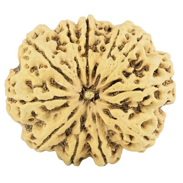 11 Mukhi Rudraksha 36.2mm 8.28gm - Rudraksha