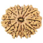 12 Mukhi Rudraksha 27.4mm 3.58gm - Origin: Nepal - Rudraksha