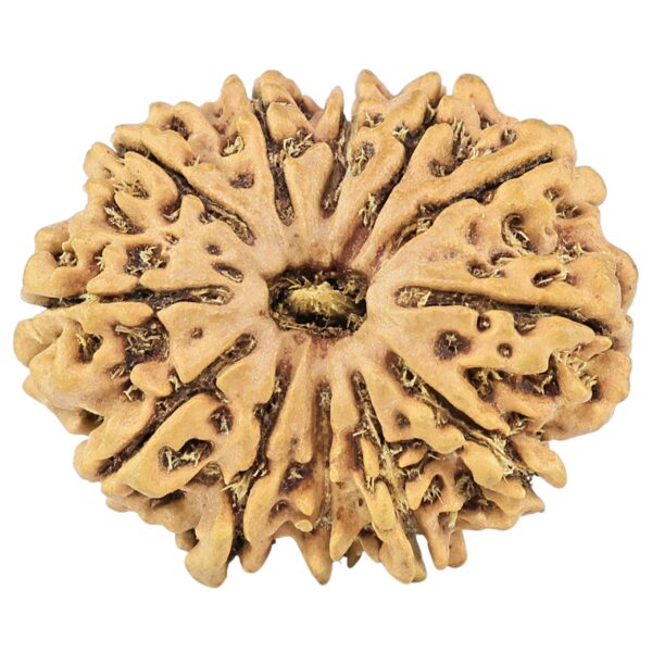 12 Mukhi Rudraksha 27.4mm 3.58gm - Origin: Nepal - Rudraksha