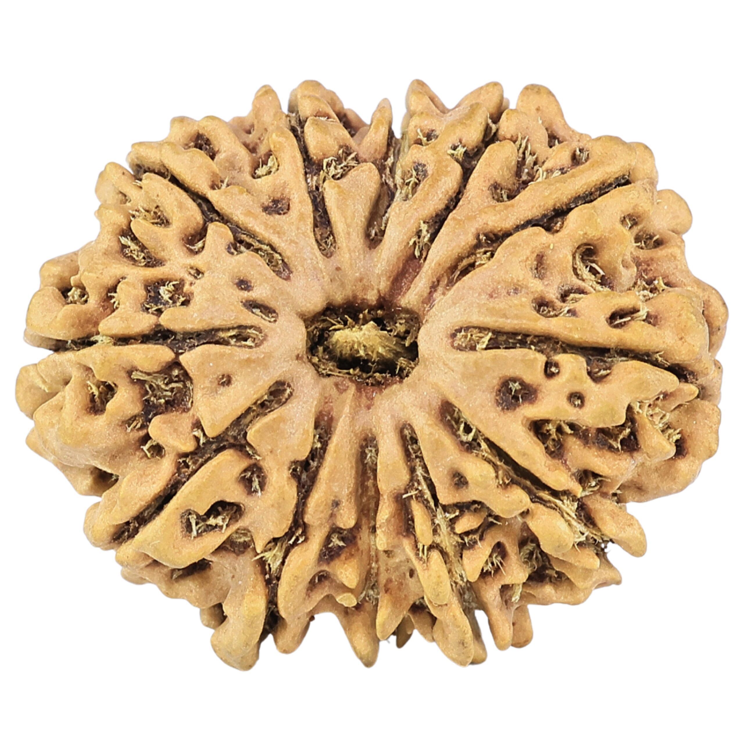 12 Mukhi Rudraksha 27.4mm 3.58gm - Origin: Nepal - Rudraksha