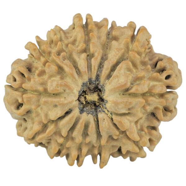 12 Mukhi Rudraksha 26.1mm 2.48gm - Rudraksha