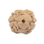 2 Mukhi Rudraksha 17.5mm 1.19gm - Rudraksha