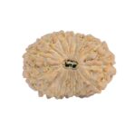 15 Mukhi Rudraksha 18.1mm 1.38gm - Rudraksha