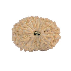 15 Mukhi Rudraksha 18.1mm 1.38gm - Rudraksha