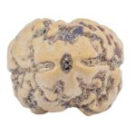 2 Mukhi Rudraksha 23.6mm 2.29gm - Rudraksha