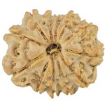 12 Mukhi Rudraksha 21mm 2.63gm - Rudraksha