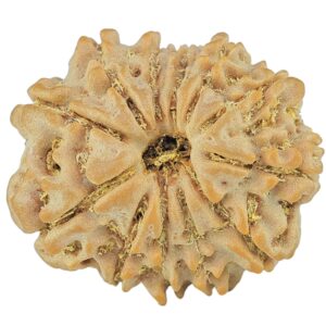12 Mukhi Rudraksha 21mm 2.63gm - Rudraksha
