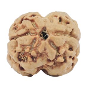 2 Mukhi Rudraksha 19.5mm 1.88gm - Rudraksha