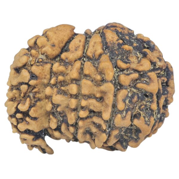 Sawar/Ganesh (9+1) 25.6mm 3.08gm - Rudraksha