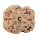 2 Mukhi Rudraksha 24.5mm 2.56gm - Rudraksha