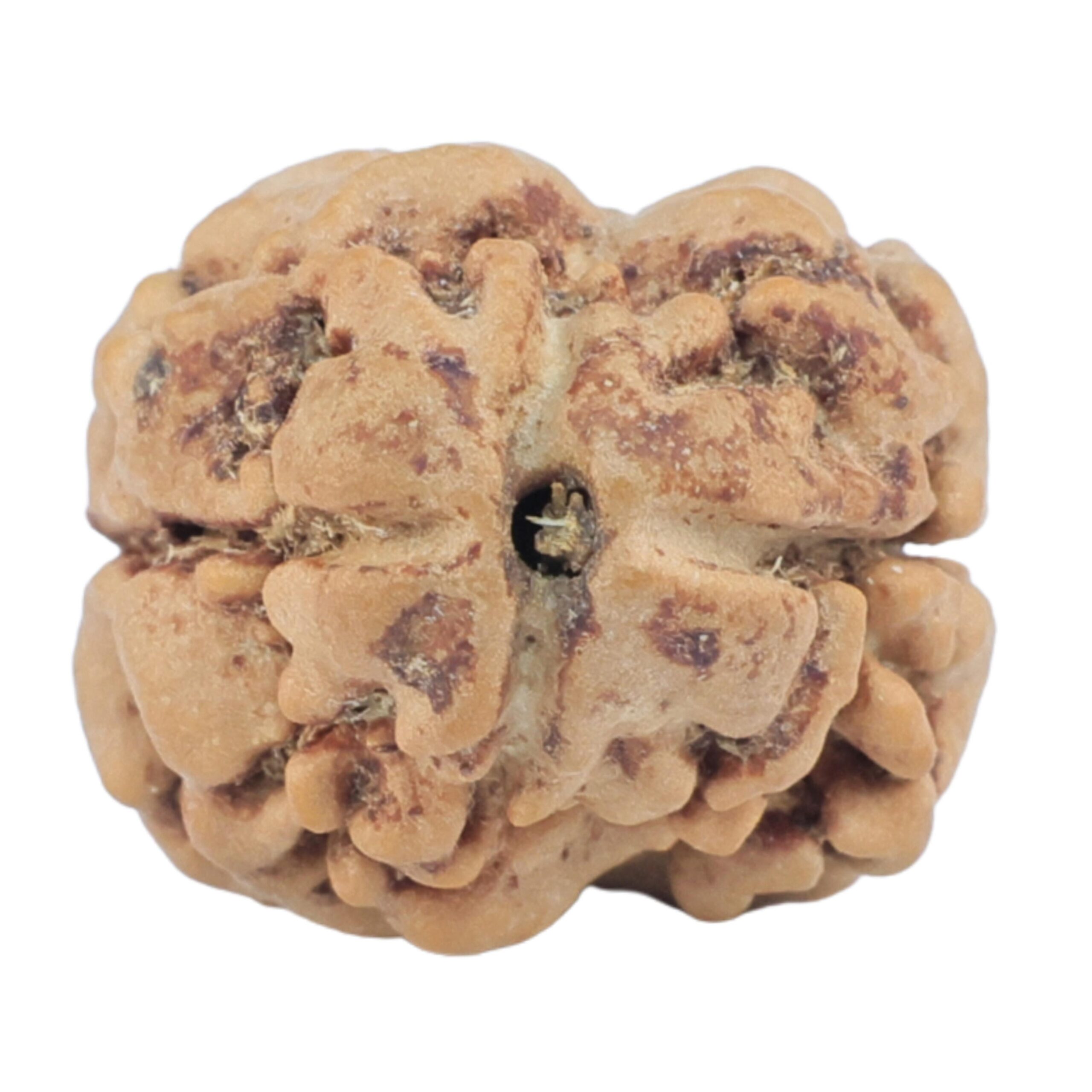 2 Mukhi Rudraksha 24.5mm 2.56gm - Rudraksha