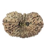 23 Mukhi Rudraksha 32.8mm 4.11gm - Rudraksha