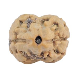 2 Mukhi Rudraksha 18.6mm 1.46gm - Rudraksha
