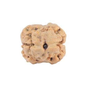 2 Mukhi Rudraksha 19.8mm 1.51gm - Rudraksha