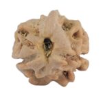 2 Mukhi Rudraksha 15mm 0.86gm - Rudraksha