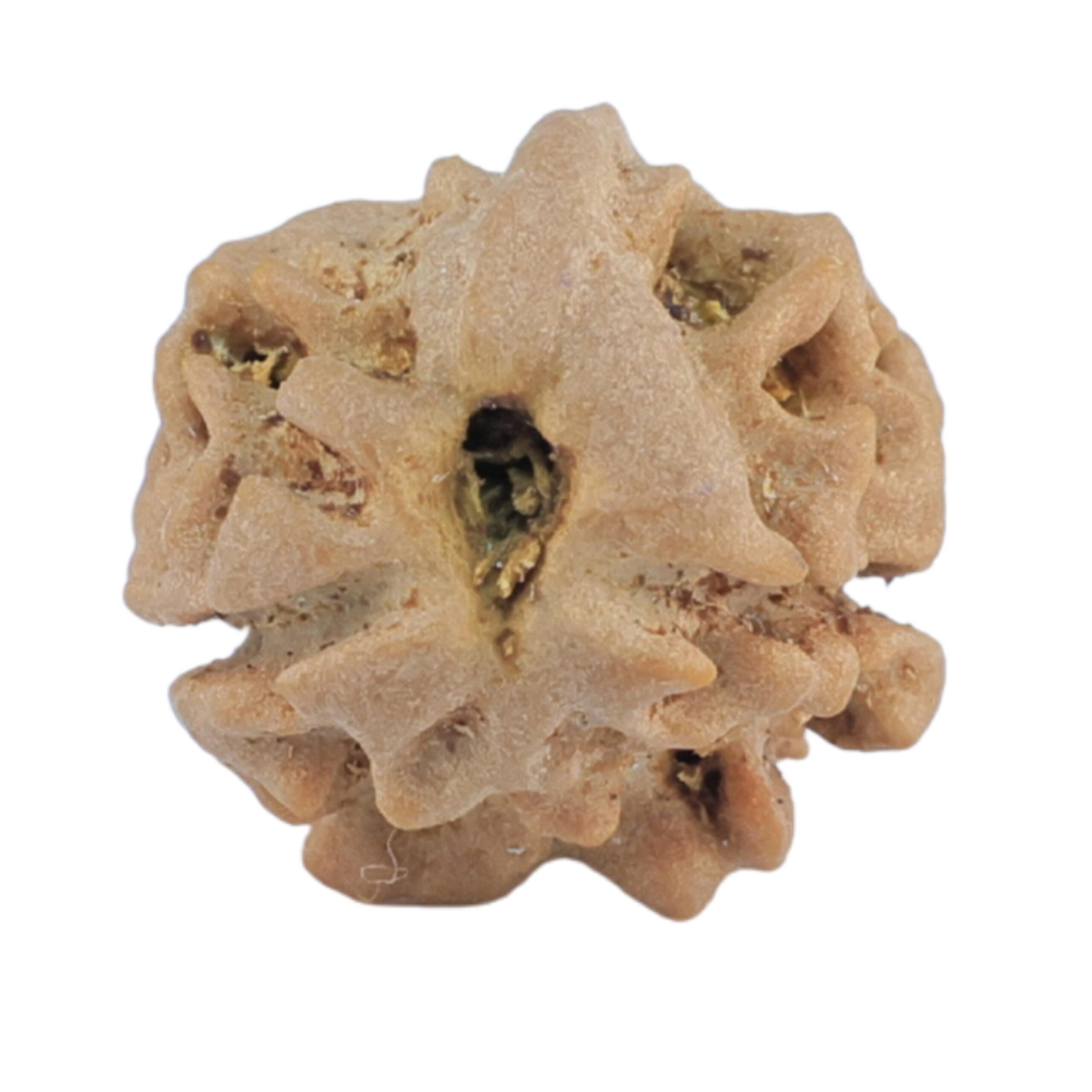 2 Mukhi Rudraksha 15mm 0.86gm - Rudraksha