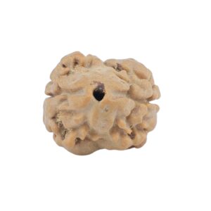 2 Mukhi Rudraksha 20.3mm 1.78gm - Rudraksha