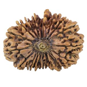 20 Mukhi Rudraksha 37.5mm 8.35gm - Rudraksha