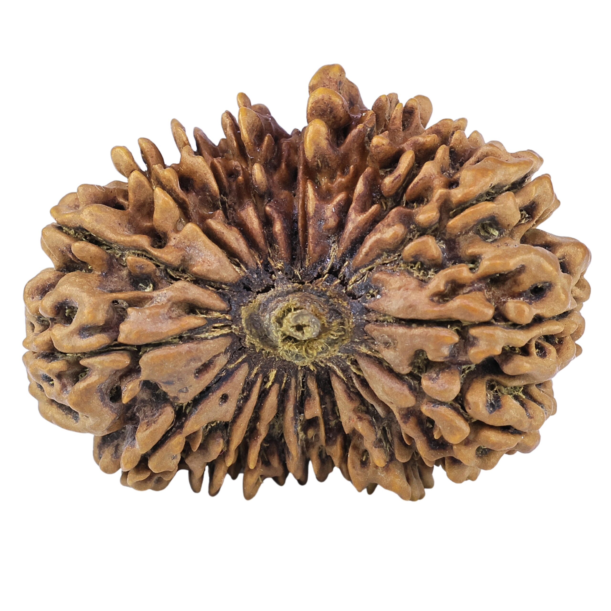 20 Mukhi Rudraksha 37.5mm 8.35gm - Rudraksha