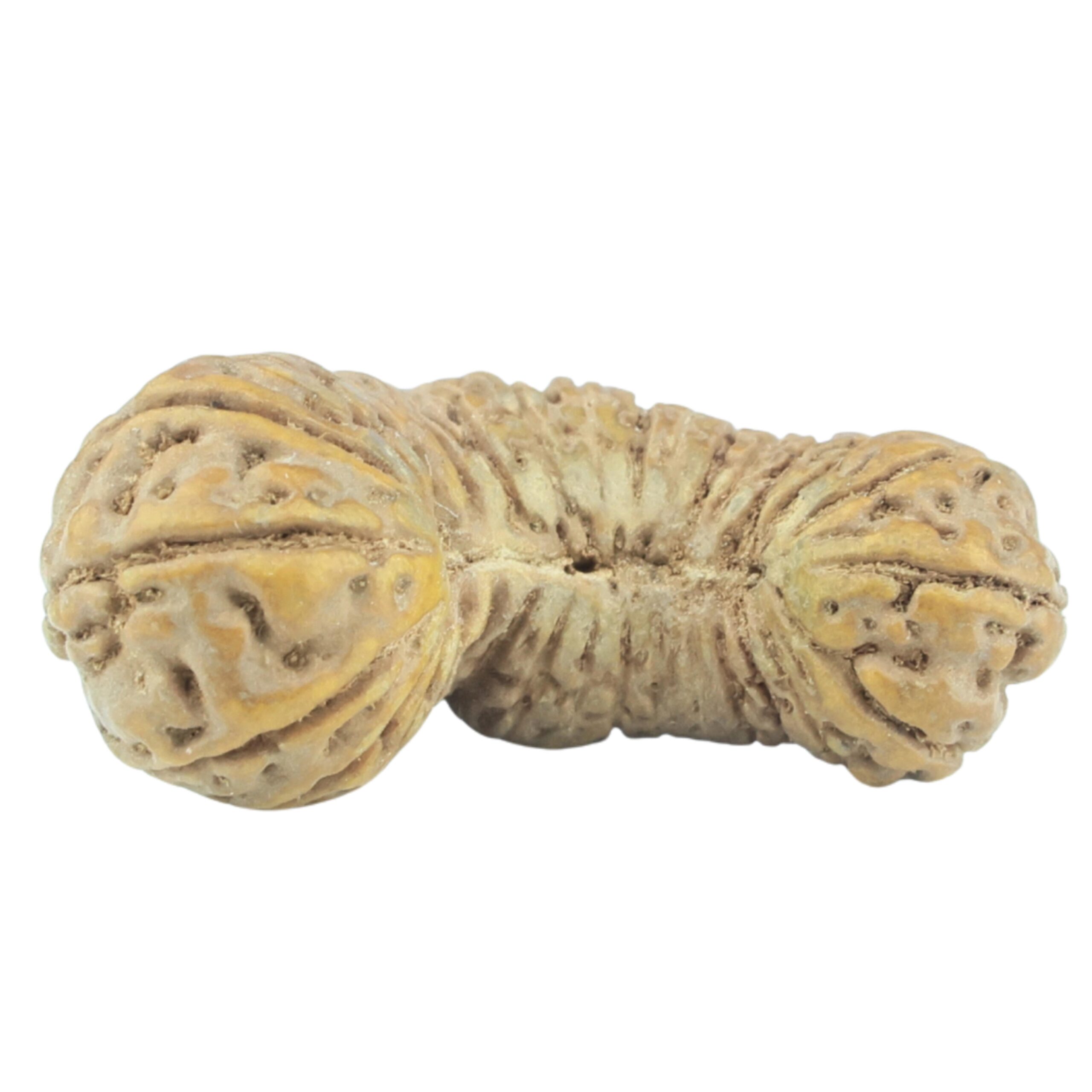 31 Mukhi Rudraksha 21.2mm 1gm - Rudraksha