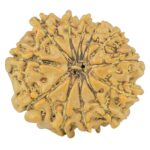 12 Mukhi Rudraksha 19.1mm 1.84gm - Rudraksha