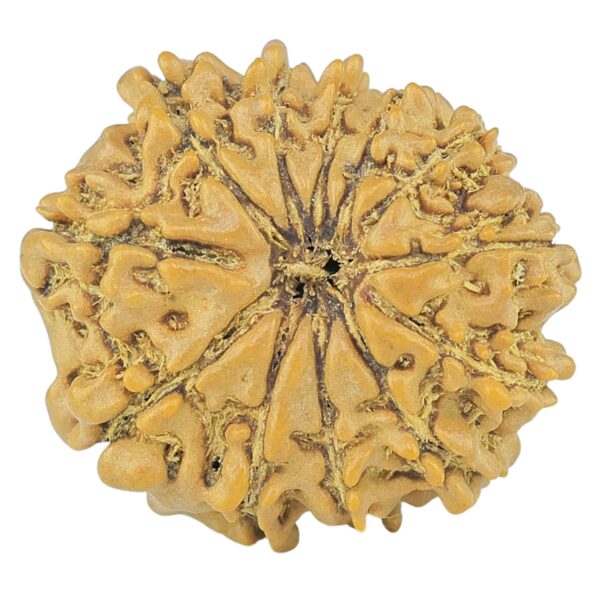 12 Mukhi Rudraksha 19.1mm 1.84gm - Rudraksha