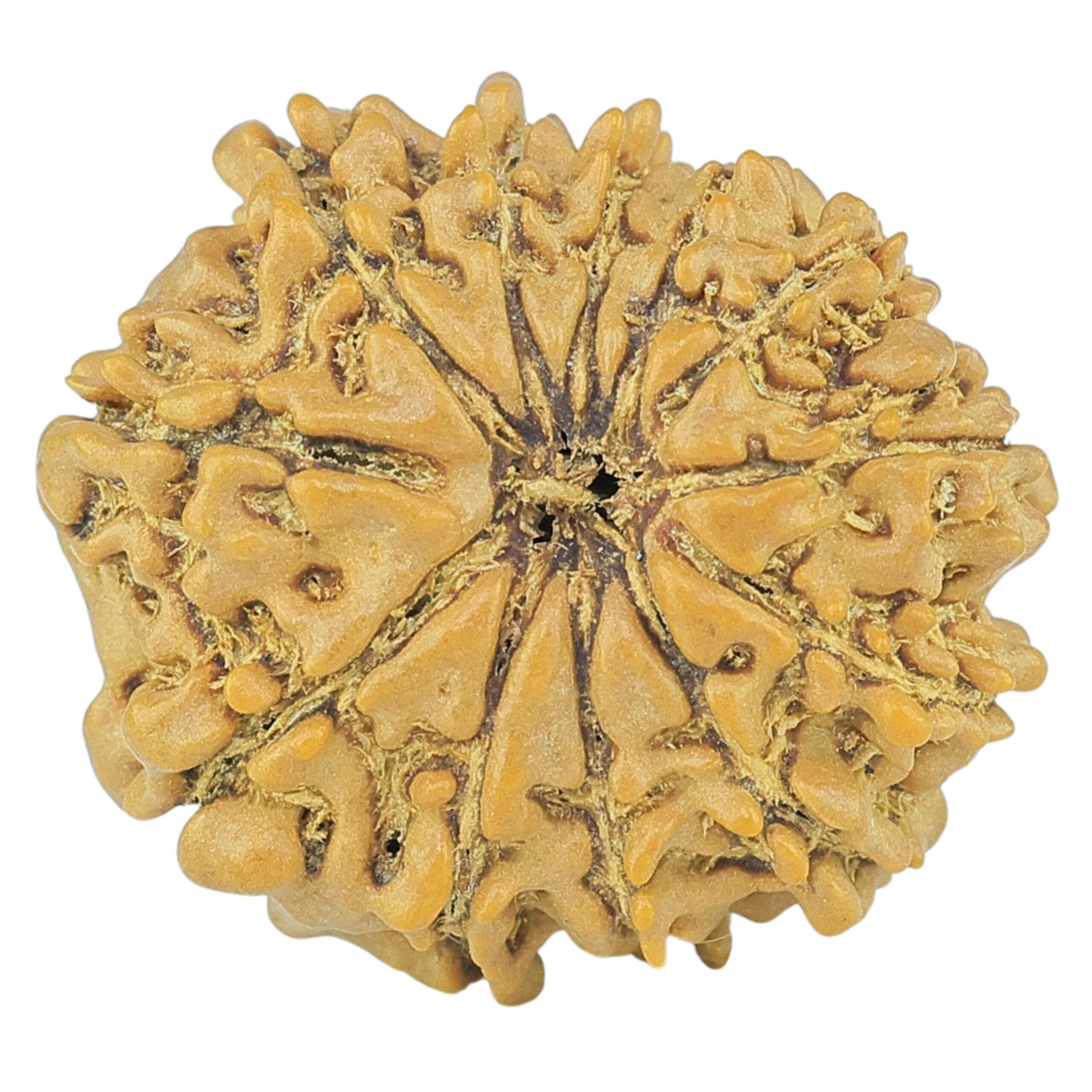 12 Mukhi Rudraksha 19.1mm 1.84gm - Rudraksha