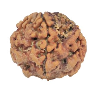 1MK(Underdeveloped) 22mm 3.94gm - Rudraksha