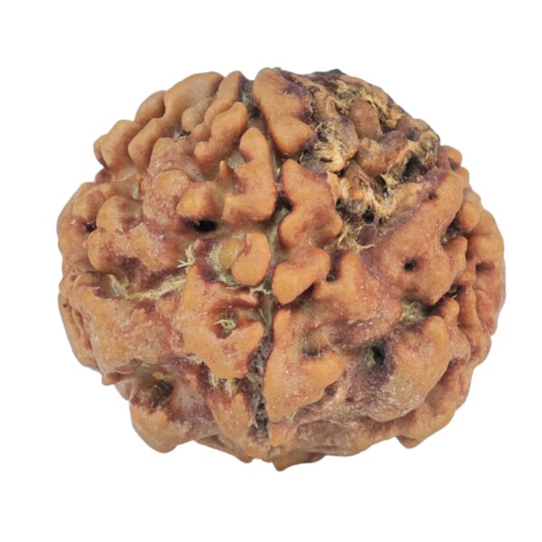 1MK(Underdeveloped) 22mm 3.94gm - Rudraksha