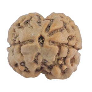 2 Mukhi Rudraksha 22.7mm 2.76gm - Rudraksha