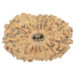 16 Mukhi Rudraksha 18.8mm 1.18gm - Rudraksha