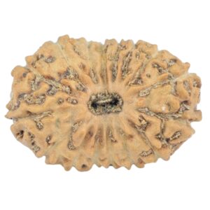 16 Mukhi Rudraksha 18.8mm 1.18gm - Rudraksha