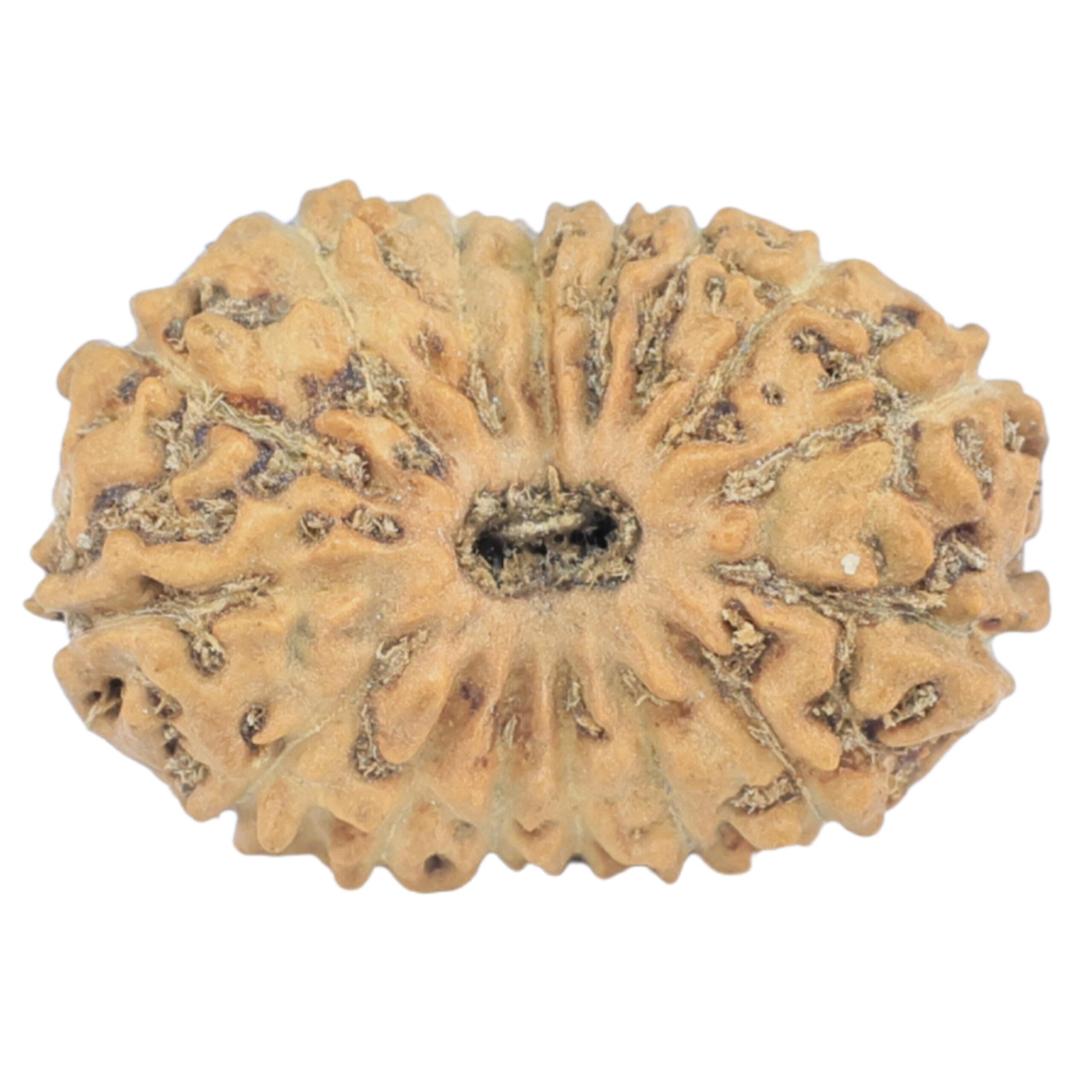 16 Mukhi Rudraksha 18.8mm 1.18gm - Rudraksha