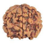 1MK(Underdeveloped) 23mm 4.06gm - Rudraksha