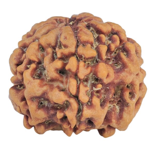 1MK(Underdeveloped) 23mm 4.06gm - Rudraksha